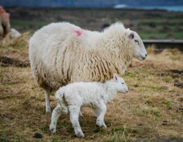 pcd veterinary franchise