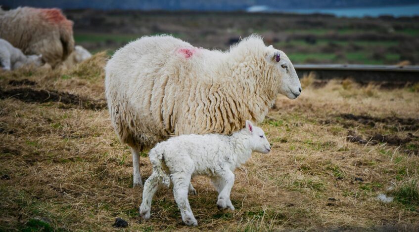 pcd veterinary franchise